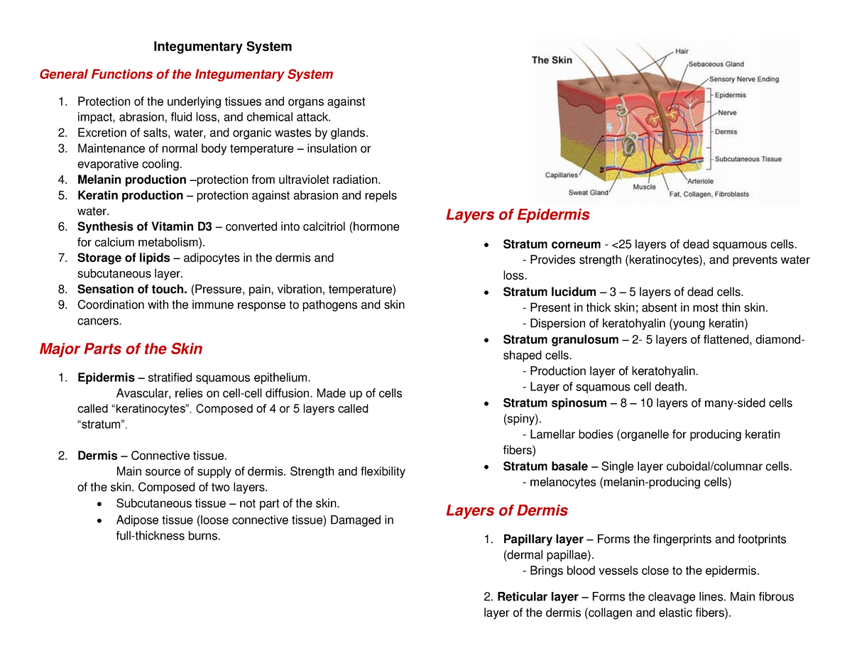 1 PRE L3 Anatomy - REVIEWER - Integumentary System General Functions Of ...