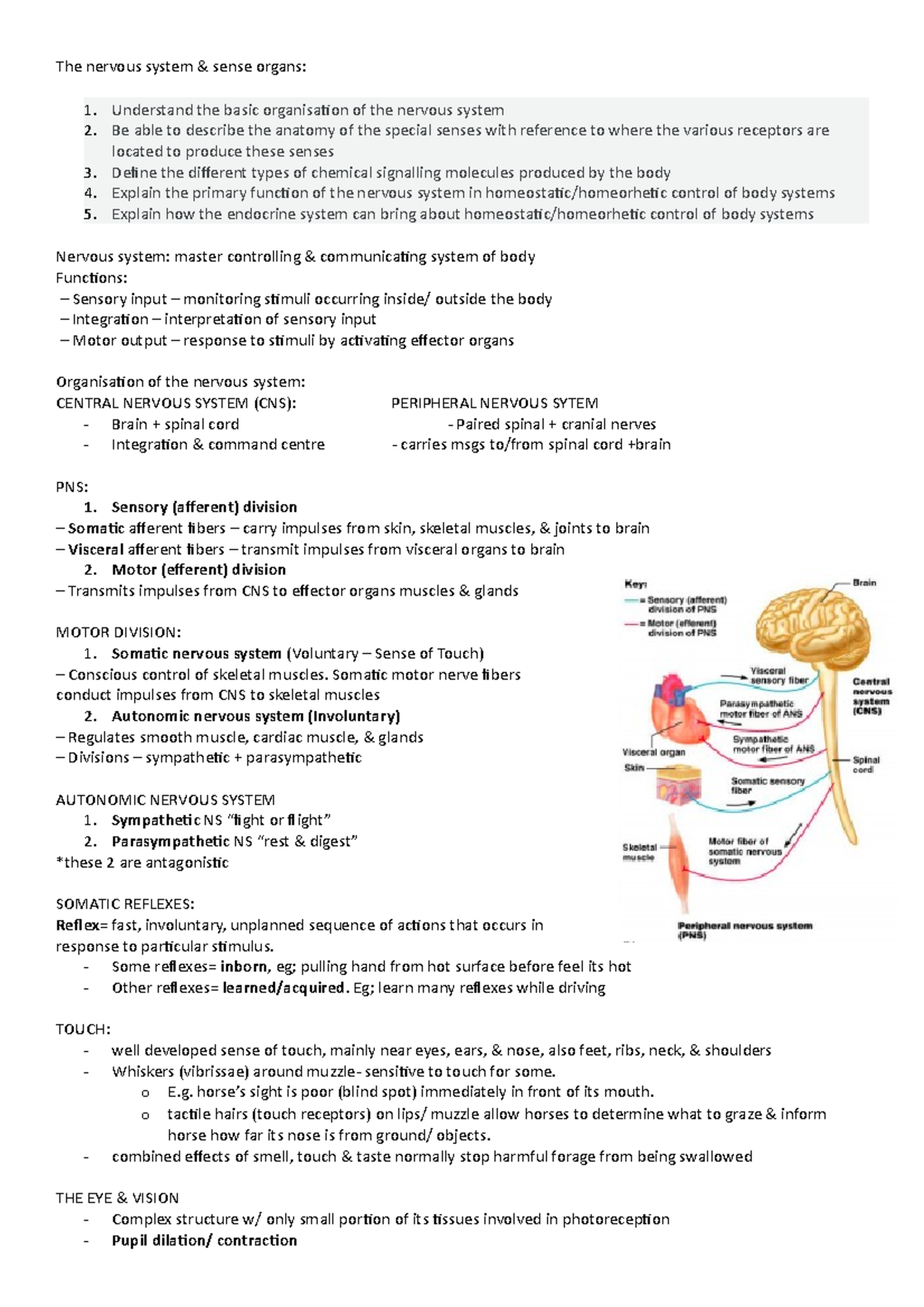 The nervous system - undergrad lec summary - The nervous system & sense ...