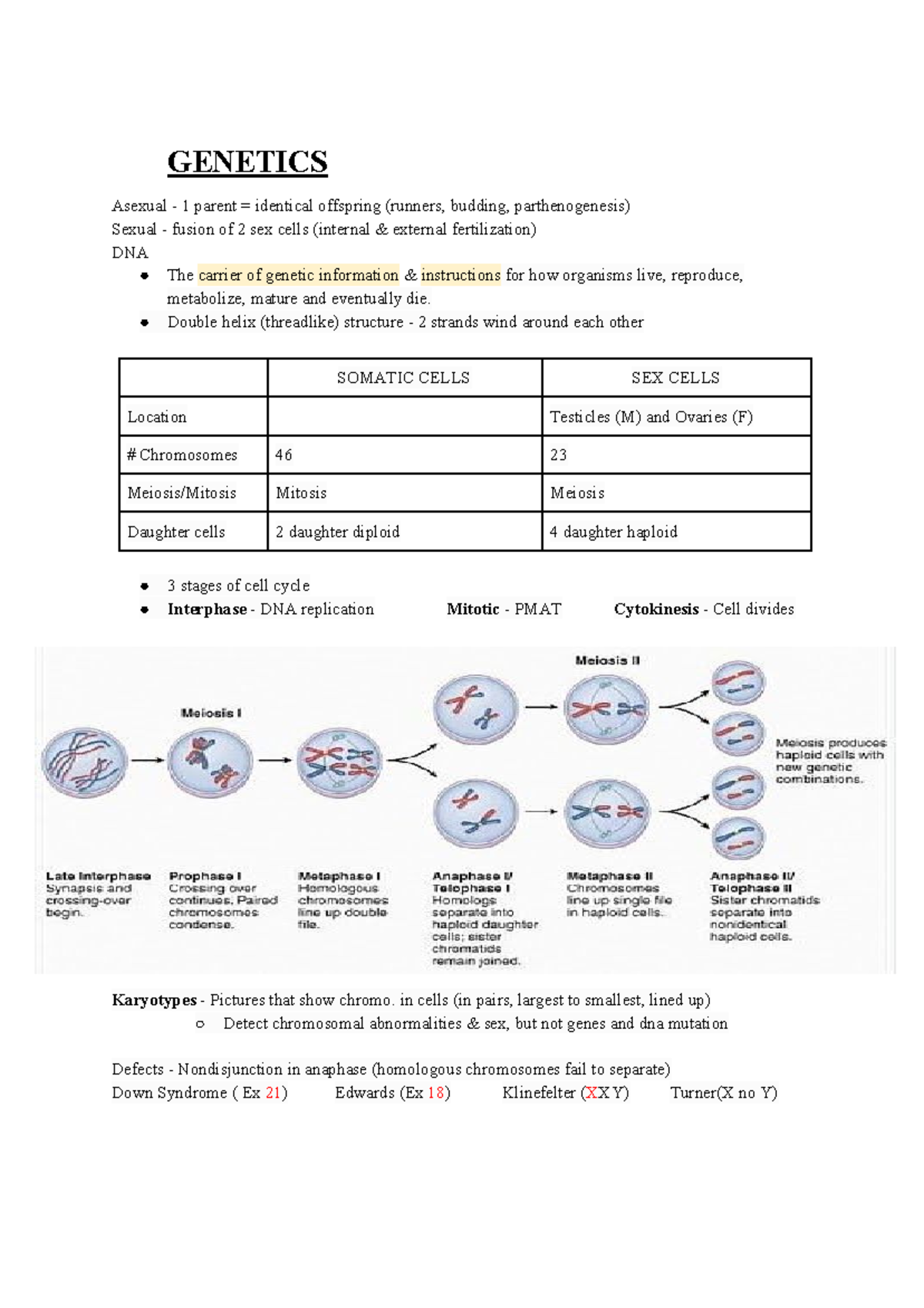 Biology Exam Notes Asexual 1 parent = identical offspring (runners, budding, Studocu