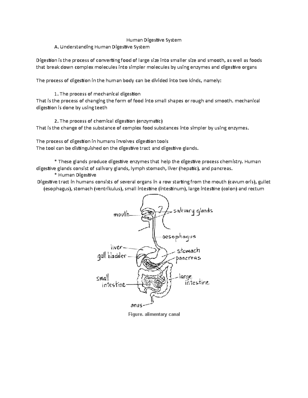 Anatomy of Human Digestive System Human Digestive System A