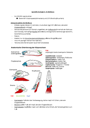 Spezielle Zoologie Cycloneuralia Zoologie Cycloneuralia Ecdysozoa