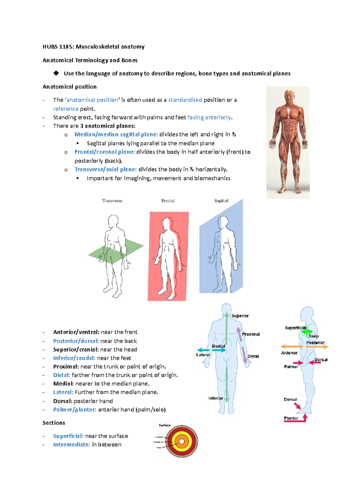 HUBS 1105 Complete notes HUBS 1105 Musculoskeletal anatomy
