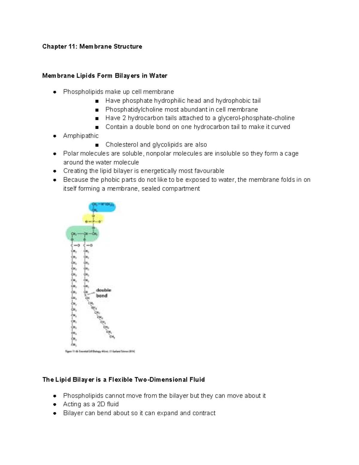 Chapter 11 Membrane Structure - Chapter 11: Membrane Structure Membrane ...