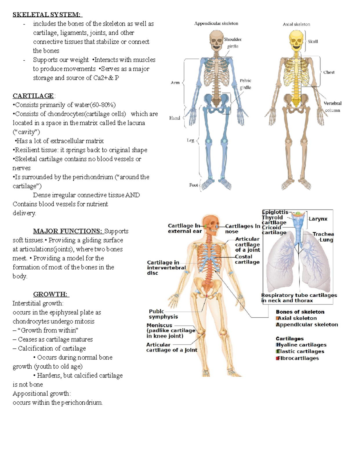 Skeletal System CH6 - SKELETAL SYSTEM: Includes The Bones Of The ...