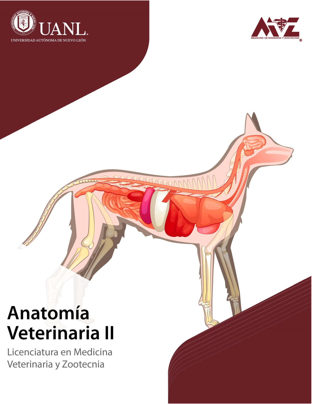 . La anatomía de los animales domésticos . Anatomía Veterinaria. 620  Sistema vascular arterial del caballo como es de esperarse, los caballos de  carrera tienen corazones que son más grandes que el promedio, tanto  absolutamente y relativamente