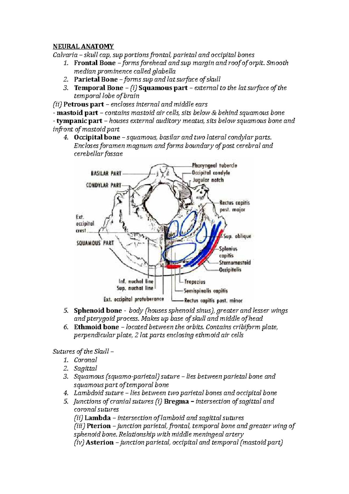 Neural visceral notes - Summary Sports Science 2 - NEURAL ANATOMY ...