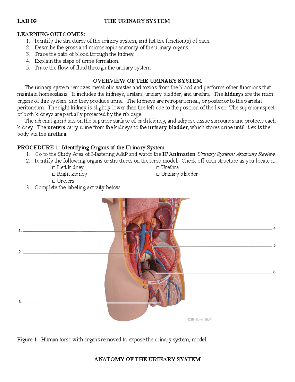 essay on urinary system