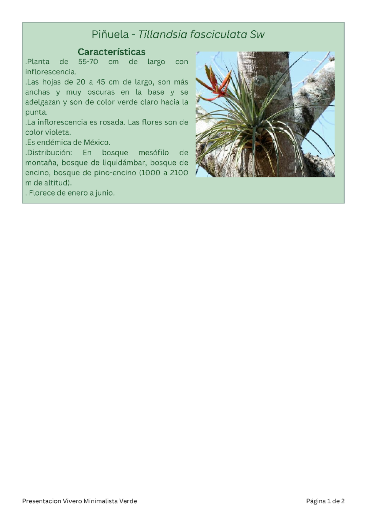 Especie de la Bromeliaceae (Piñuela) - Bioquimica - Studocu