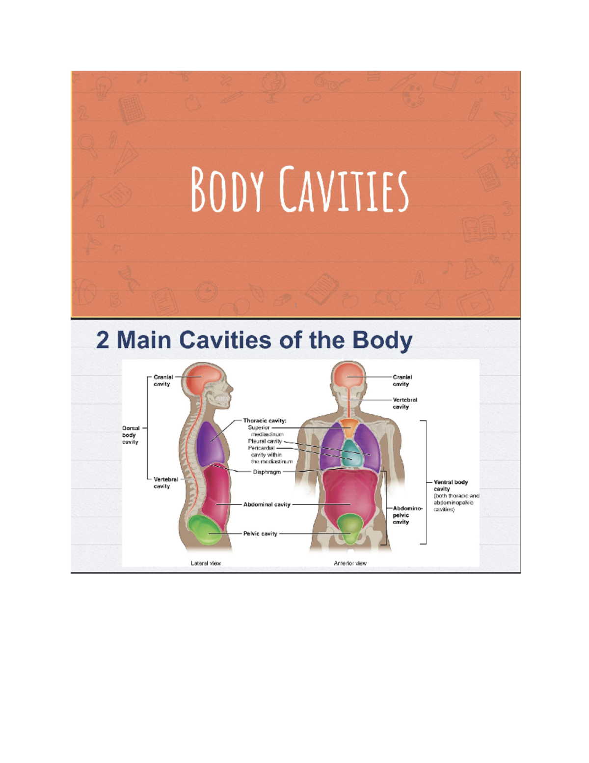 body-cavities-nursing-13-studocu