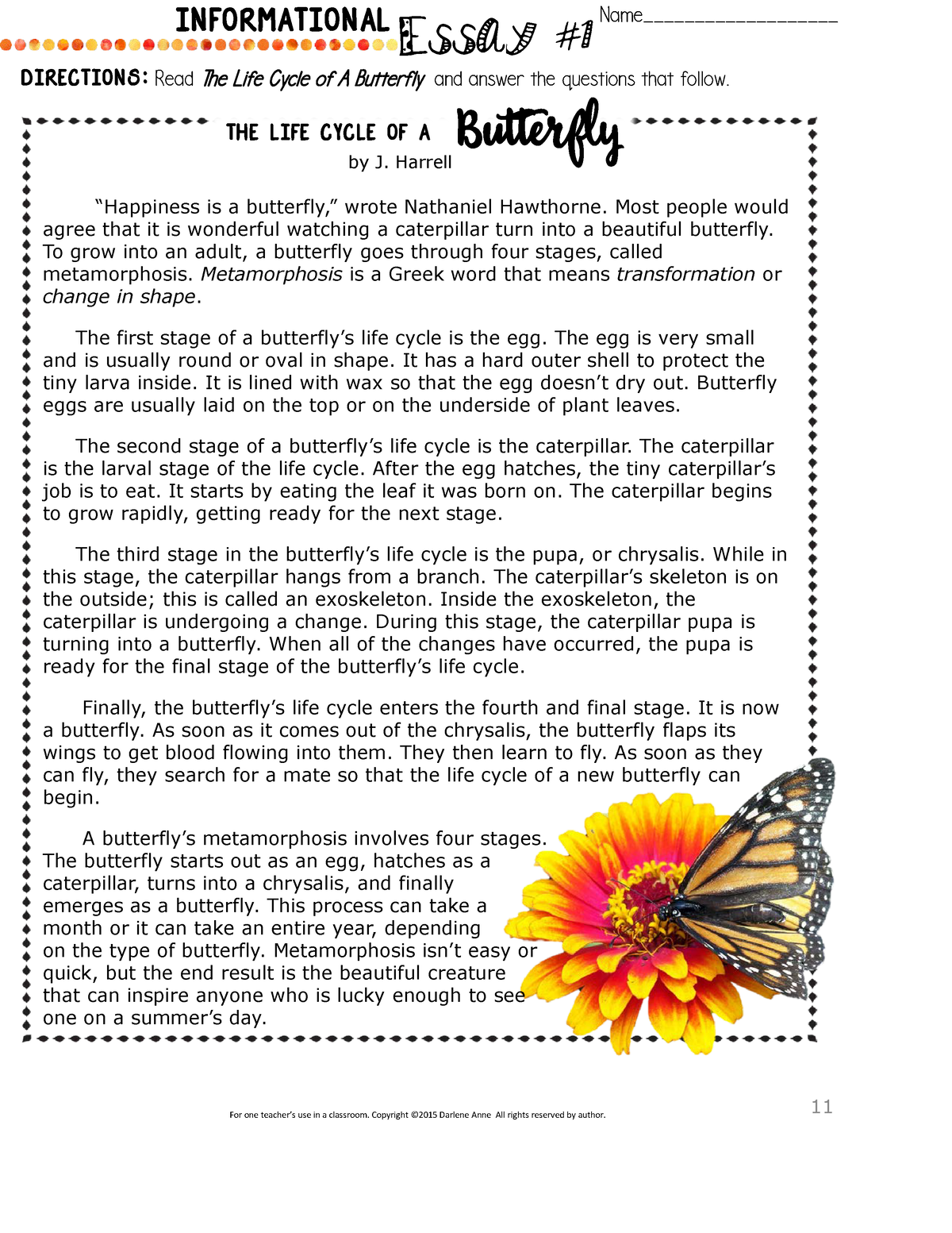 essay on butterfly life cycle