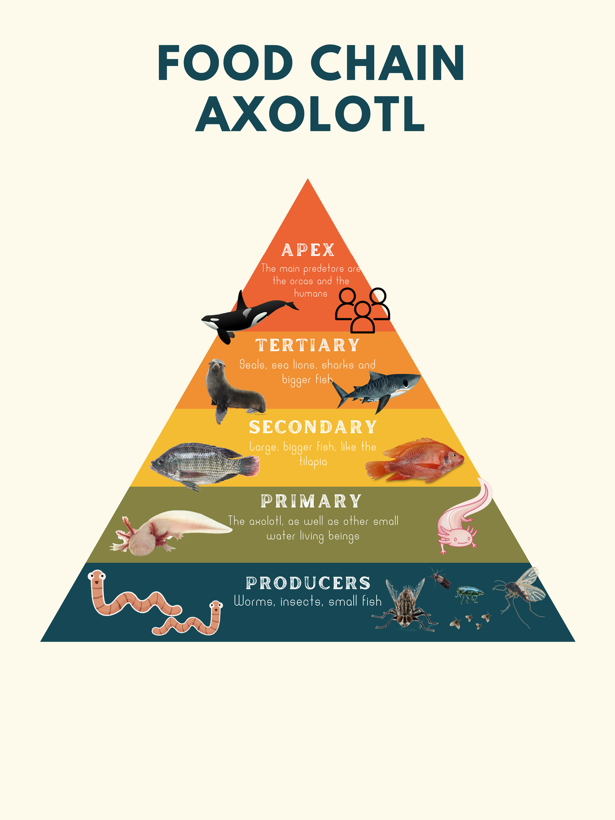 Food Chain - Ciencias de la vida - FOOD CHAIN AXOLOTL Worms, insects ...