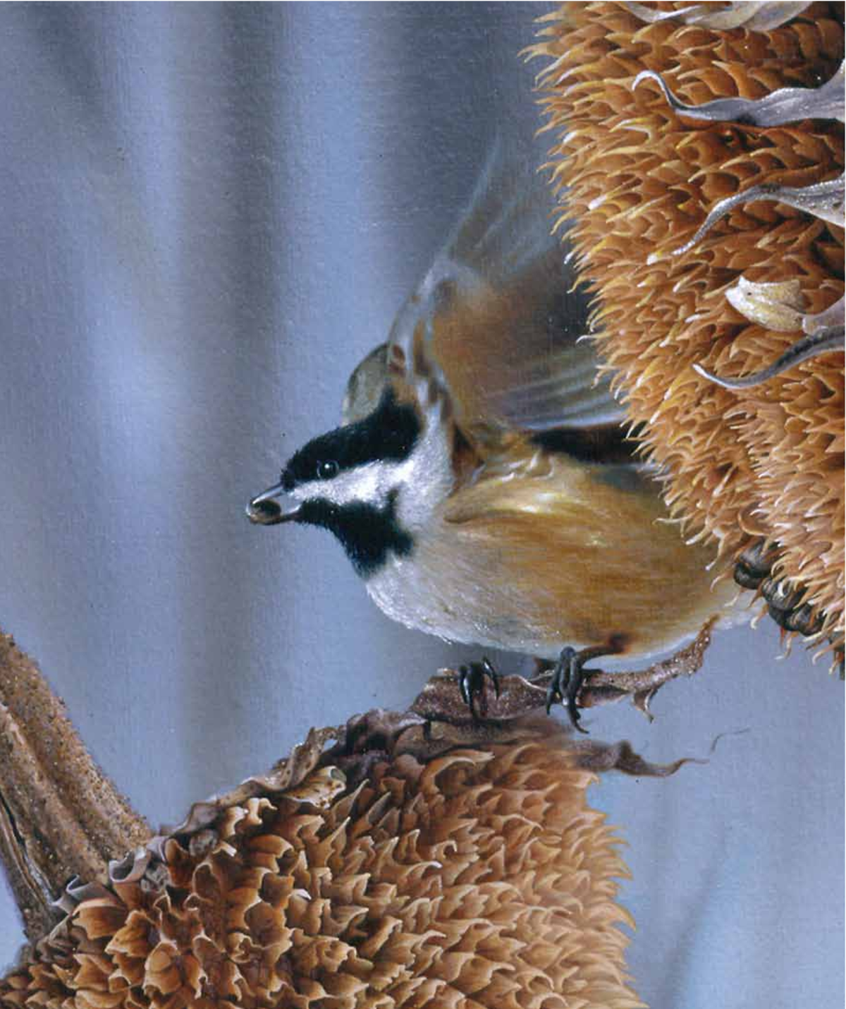 Raven Ch 31 Final xid-1610871 1 - A chickadee feasts on the achenes of ...