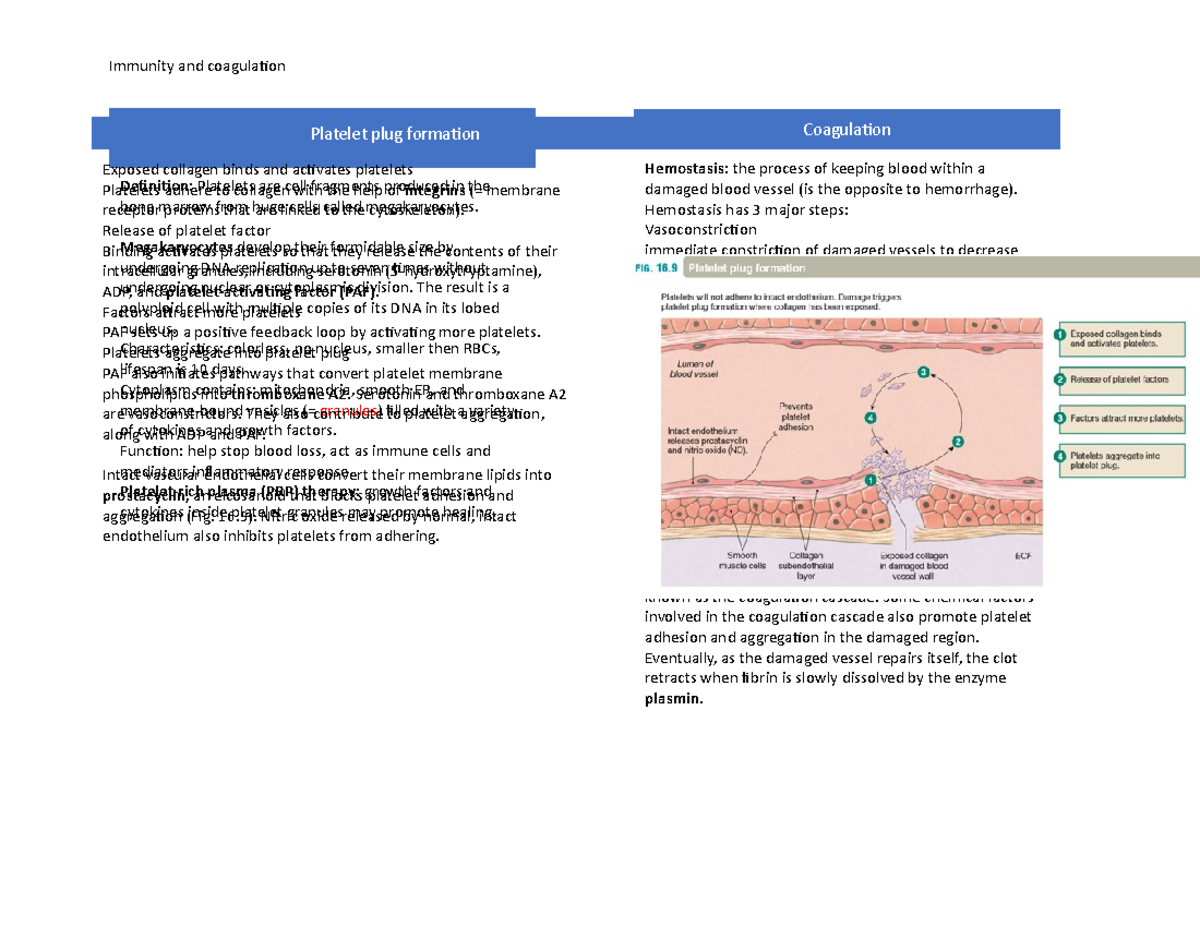 Chapter 16 silverthorn - Immunity and coagulation Platelets Definition ...