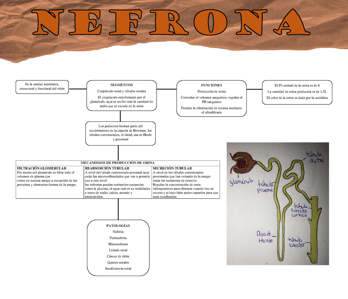 partes y funciones de la nefrona