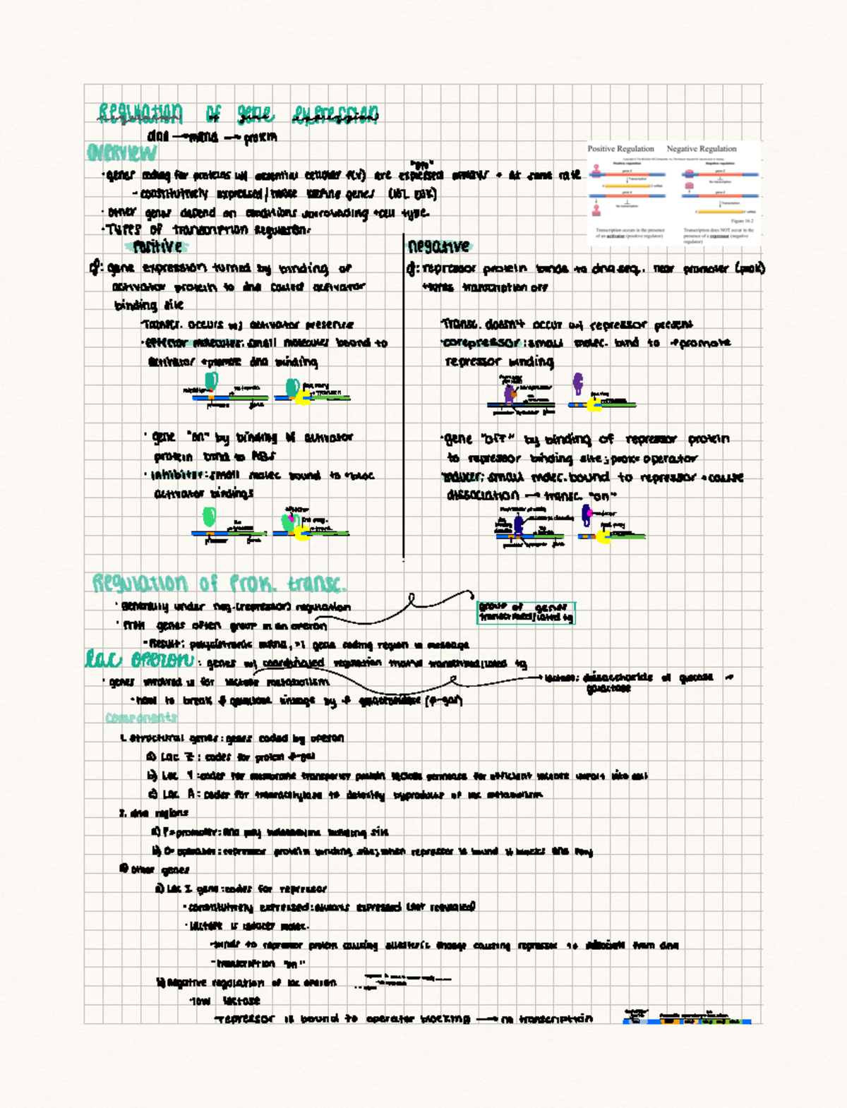 Gene Expression Notes BIO 111 Studocu