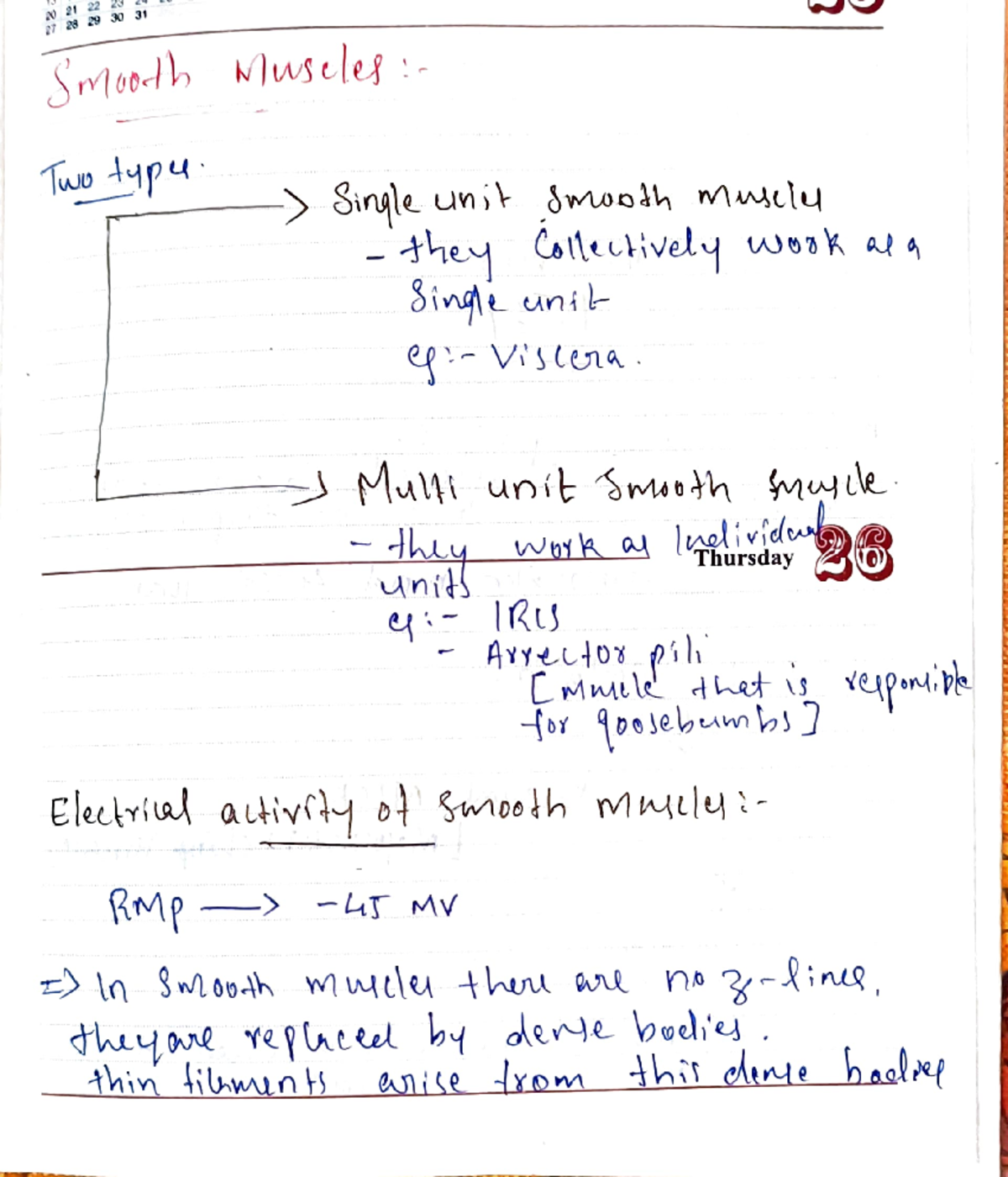 Smooth Muscles - 229 303 SMo0-b usele Single uni Jmoodh Mclu - they ...