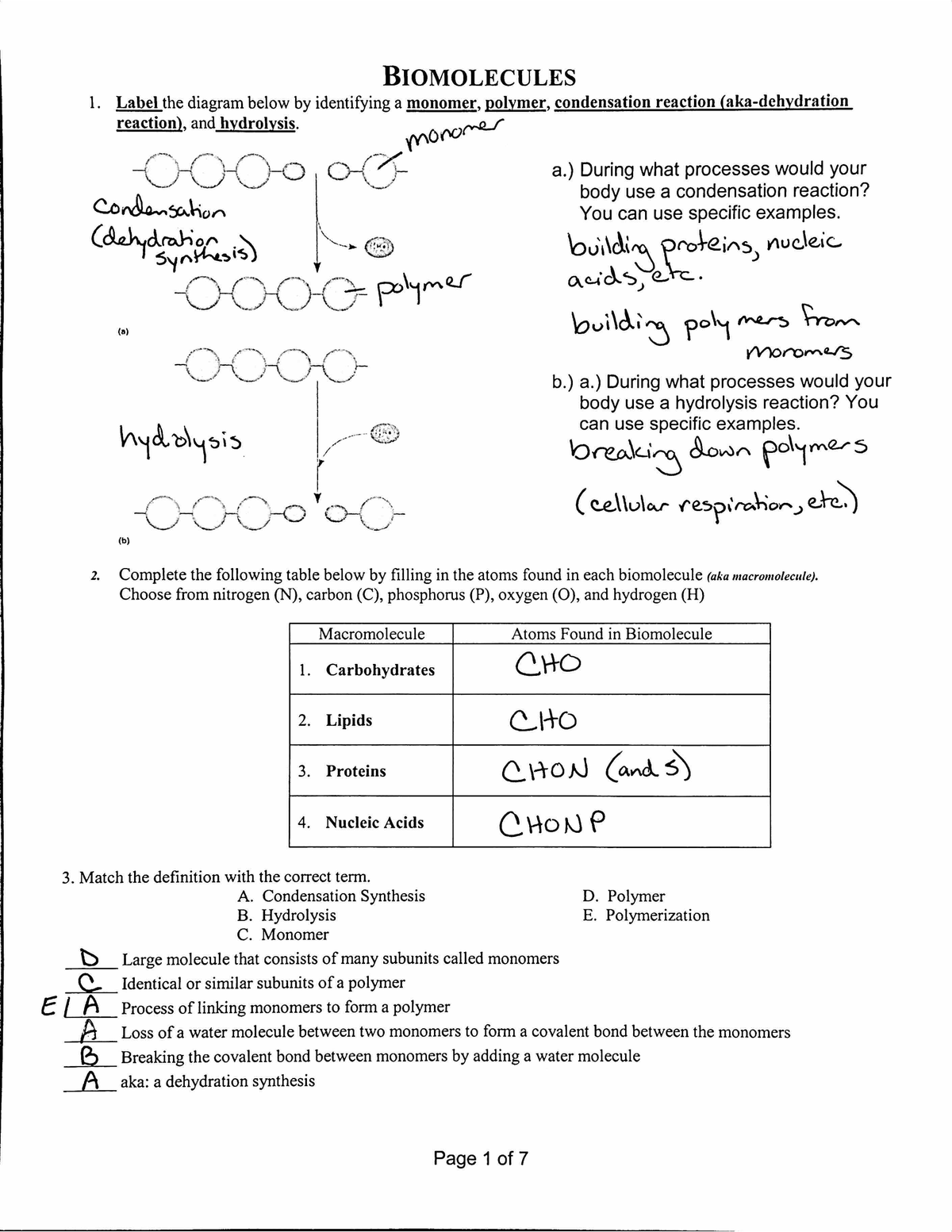 2014 Biomolecule Worksheet Key - BIOL 1408 - Studocu