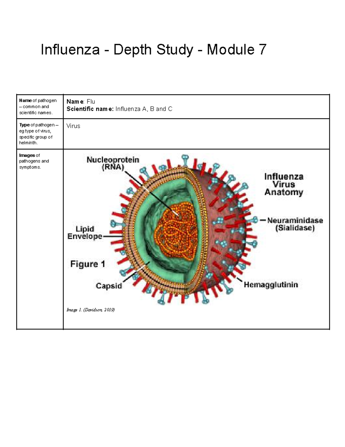 Influenza - Depth Study - Module 7 copy - Influenza - Depth Study ...