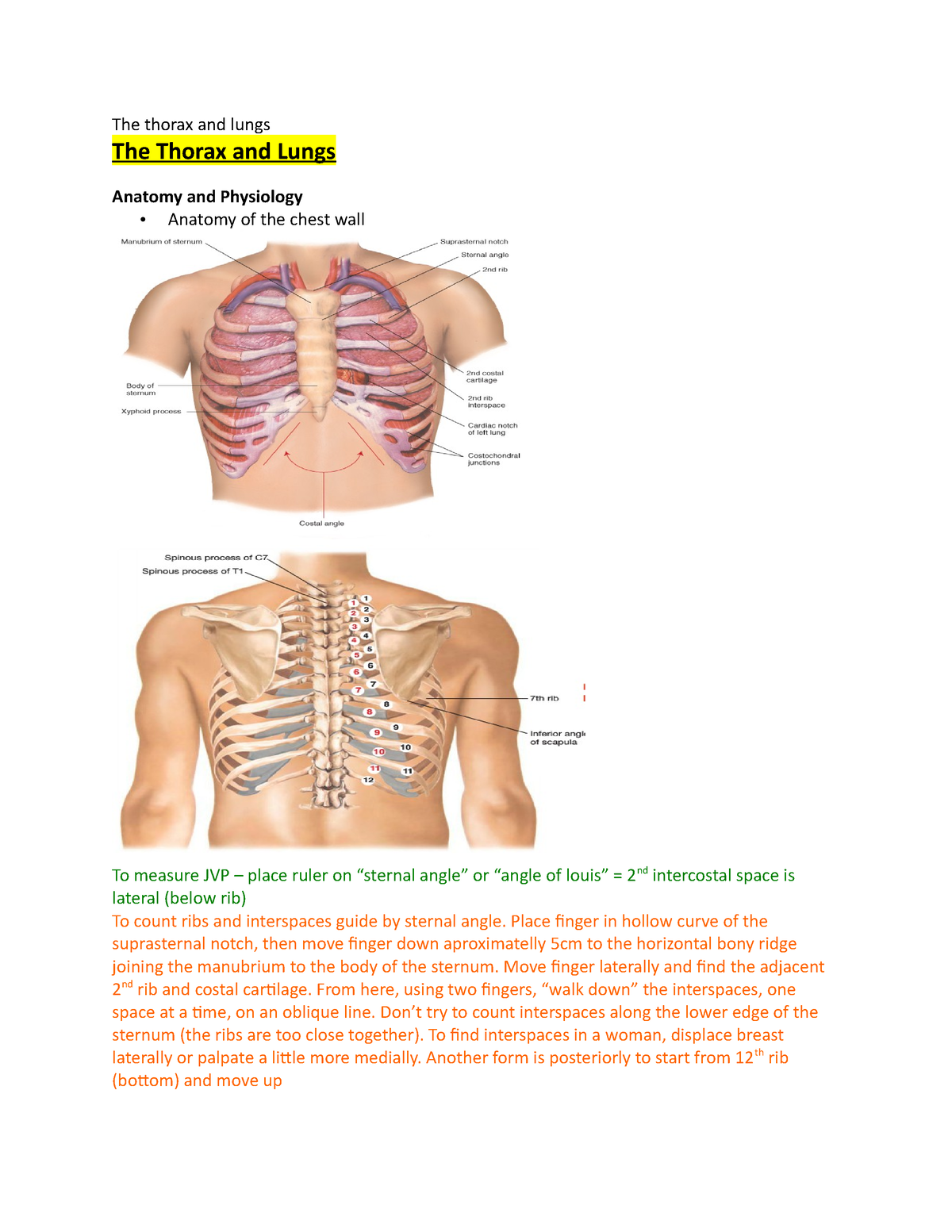 The thorax and lungs - really good notes that can be used for the 
