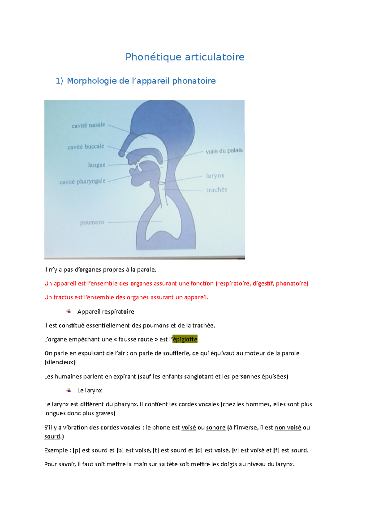 La-phonétique-articulatoire - Phonétique Articulatoire 1) Morphologie ...