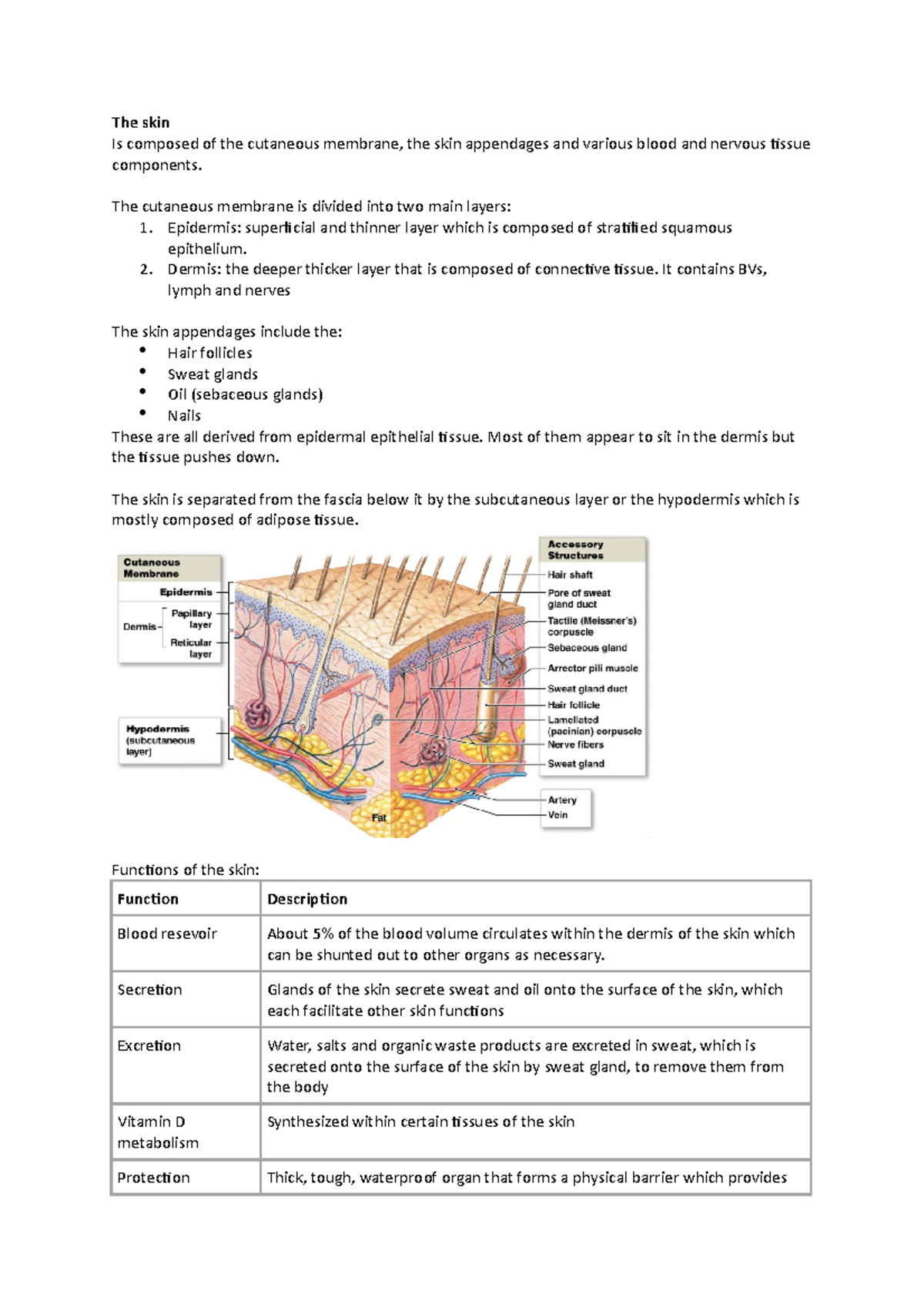 The Skin lecture notes - The skin Is composed of the cutaneous membrane ...