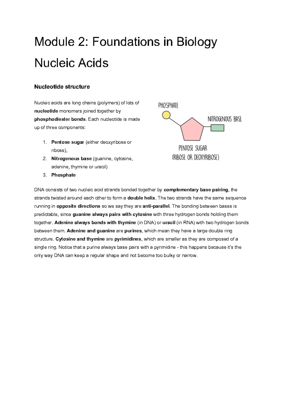 Module+2+Nucleic+Acids - Module 2: Foundations in Biology Nucleic Acids ...