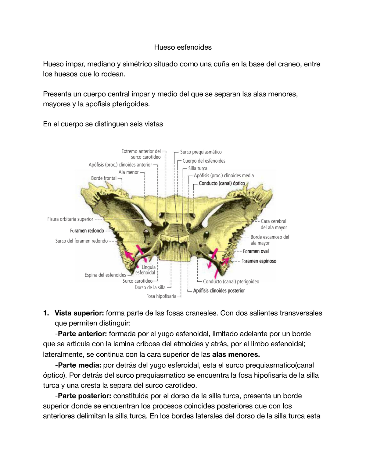 Hueso Esfenoides Resumen Hueso Esfenoides Hueso Impar Mediano Y