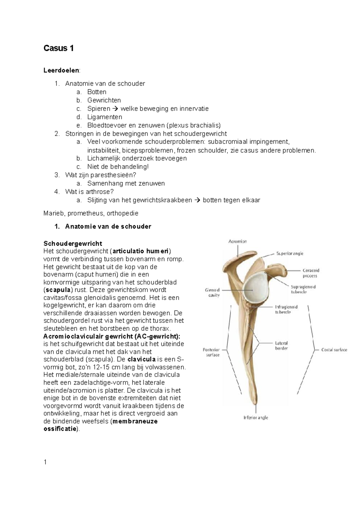 2.5 Casus 1 - Mkz - Casus 1 Leerdoelen : Anatomie Van De Schouder A ...