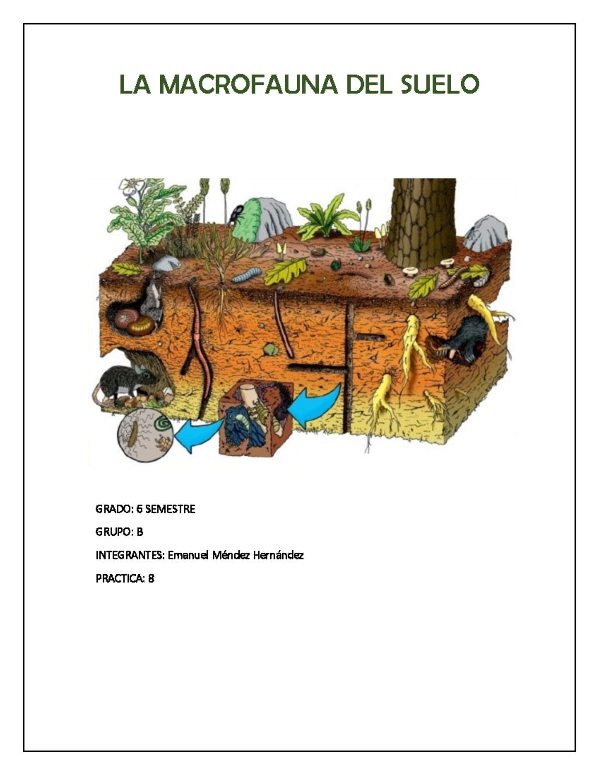 LA Macrofauna DEL Suelo - LA MACROFAUNA DEL SUELO GRADO: 6 SEMESTRE ...