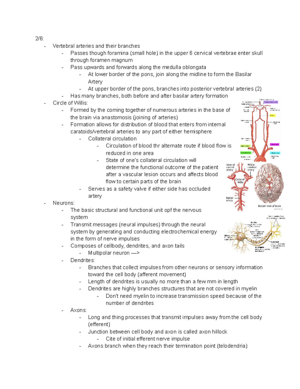 Neuroanatomy - Notes on the ventricular system/arteries within the ...