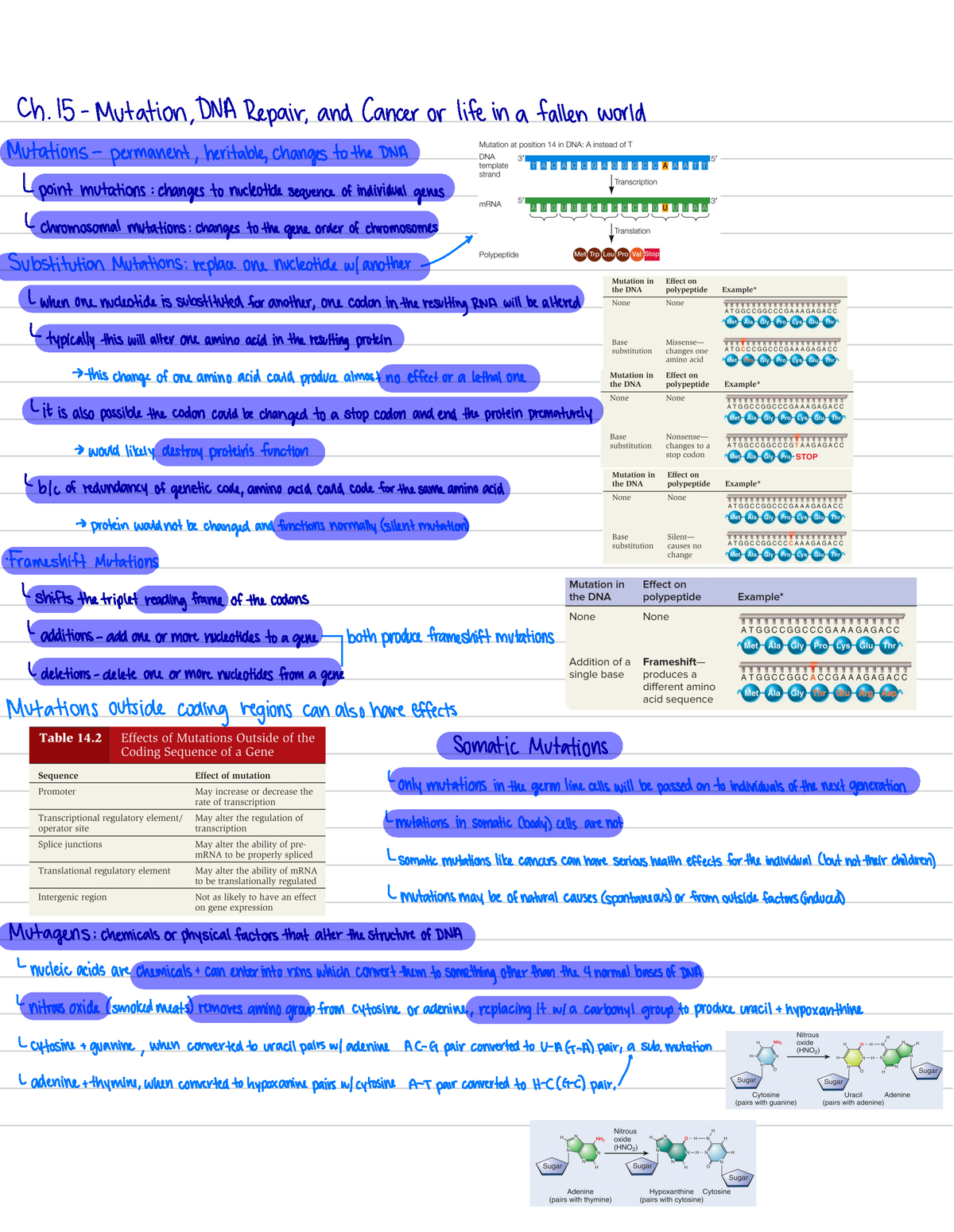 Chapter 15 - Biology Study Guides For 224 Tests - Ch. 15. Mutation,DNA ...