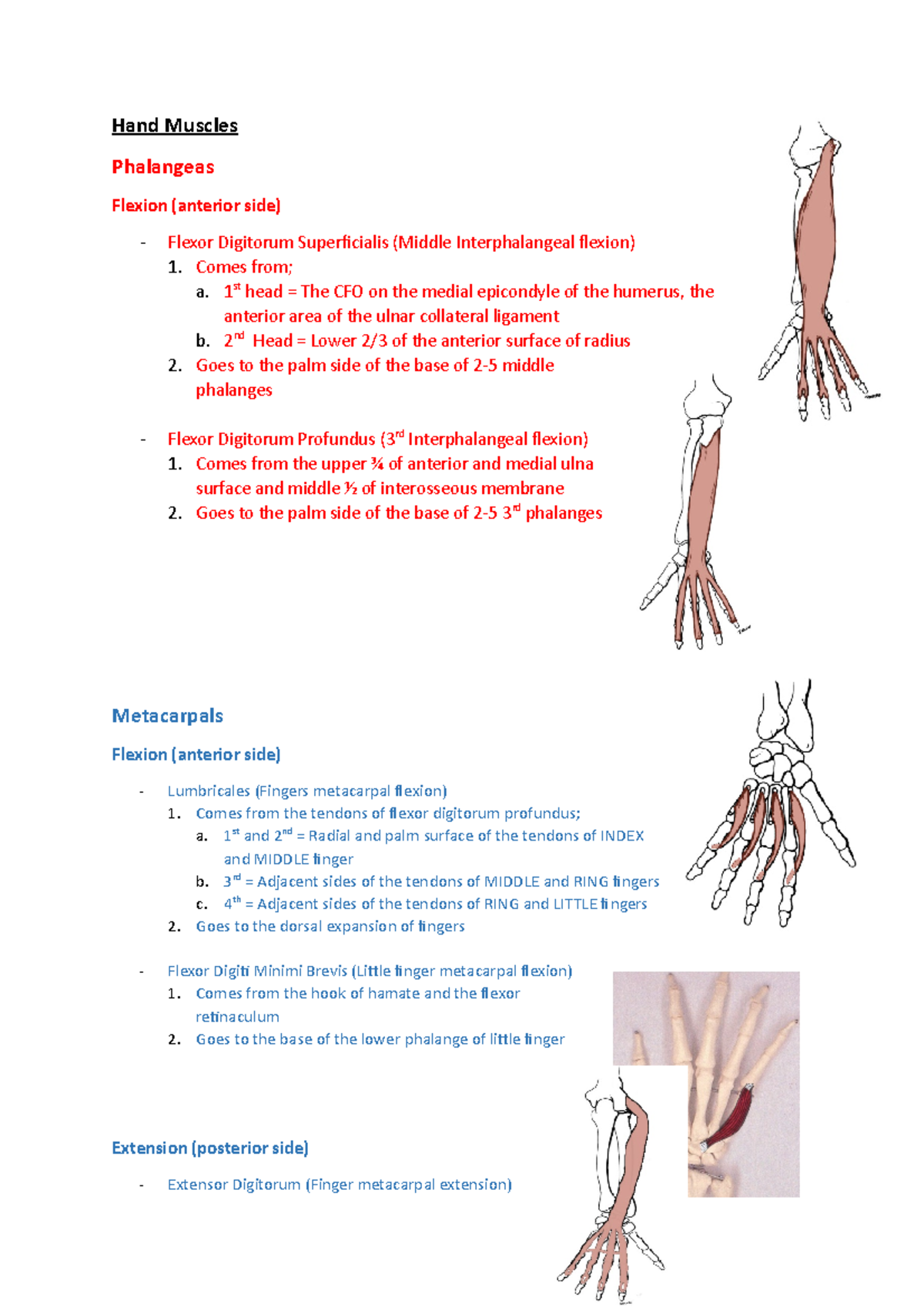 Hand Muscles - Lecture notes 8-9 - Human Movement: Anatomy & - StuDocu