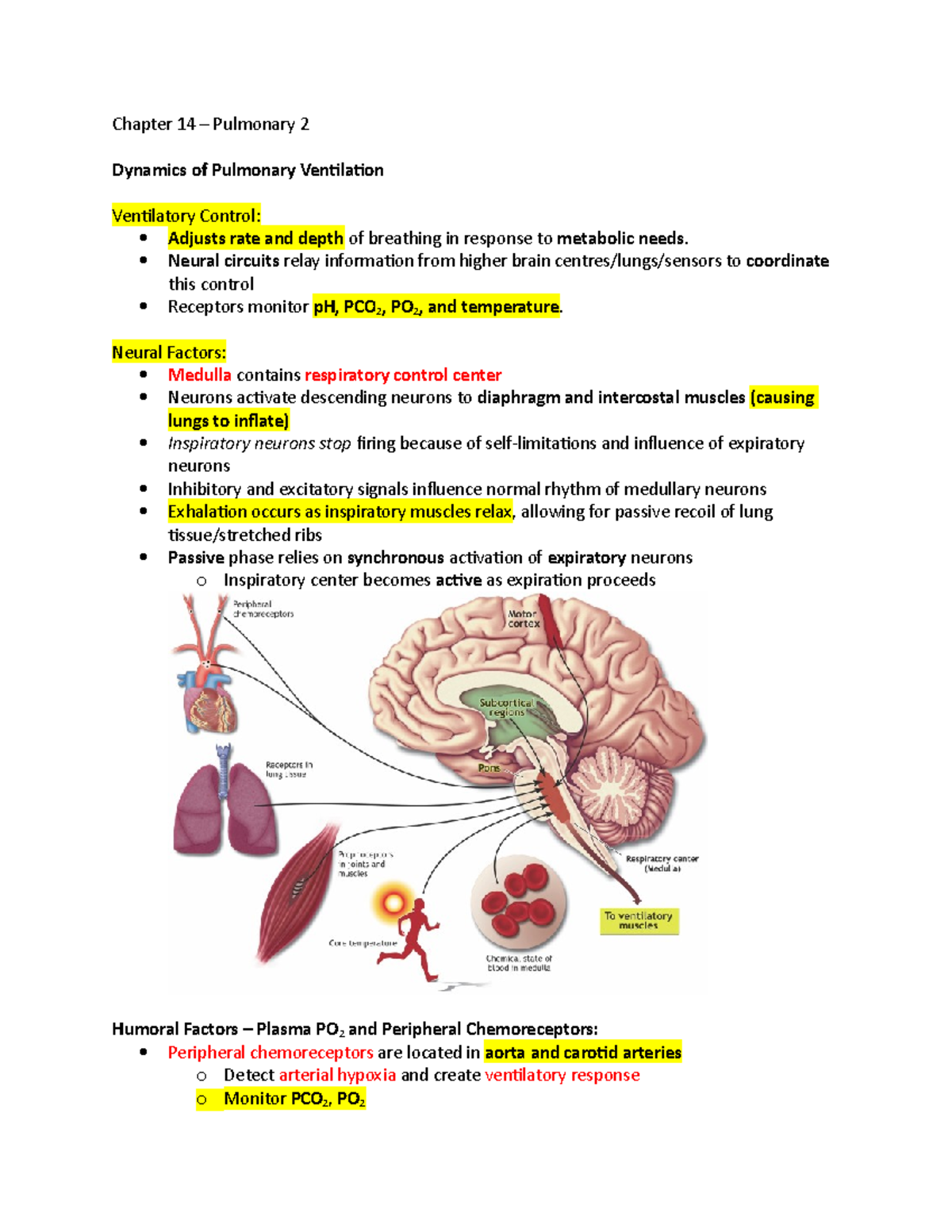 Chapter 14 - Pulmonary system (part 2) from exercise physiology ...