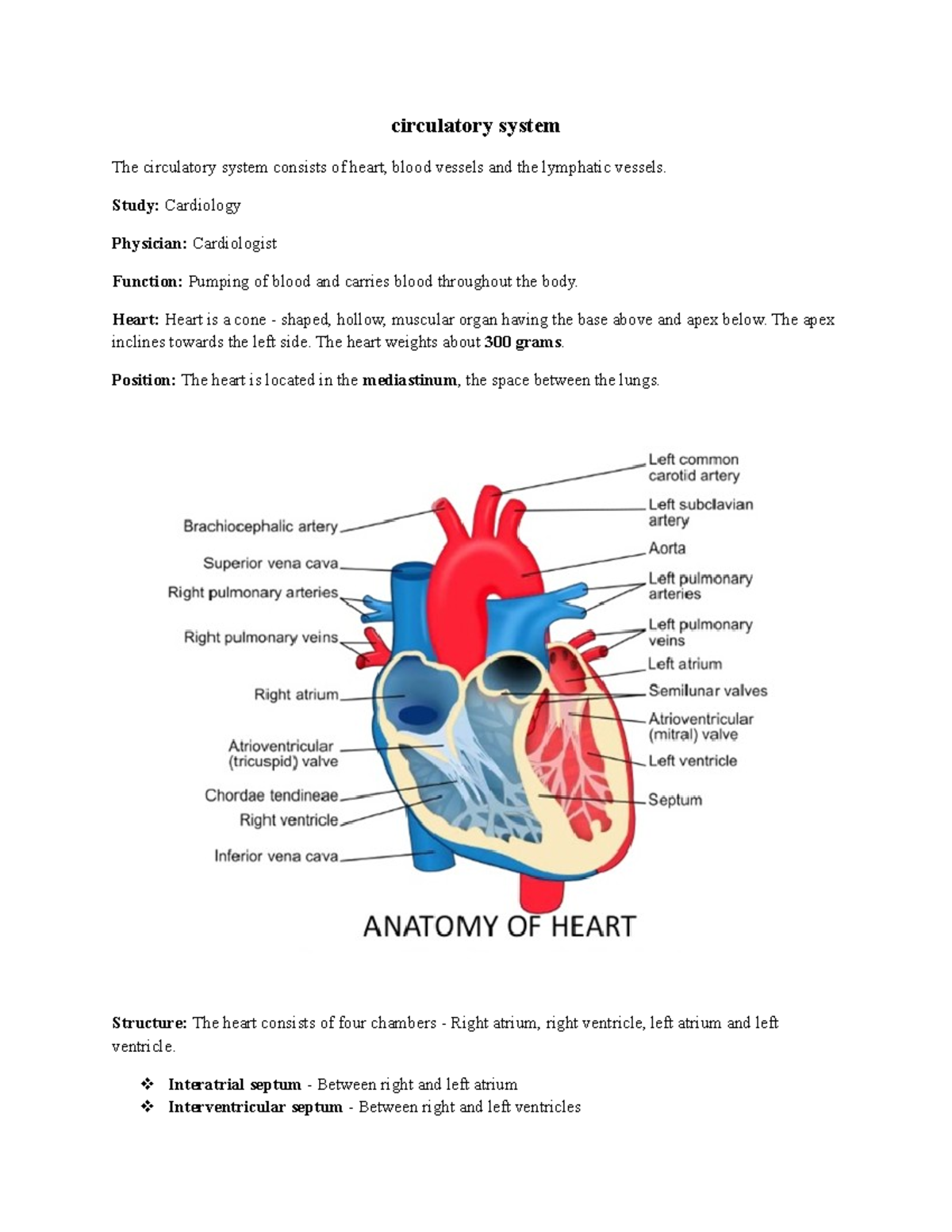 Circulatory system - Study: Cardiology Physician: Cardiologist Function ...