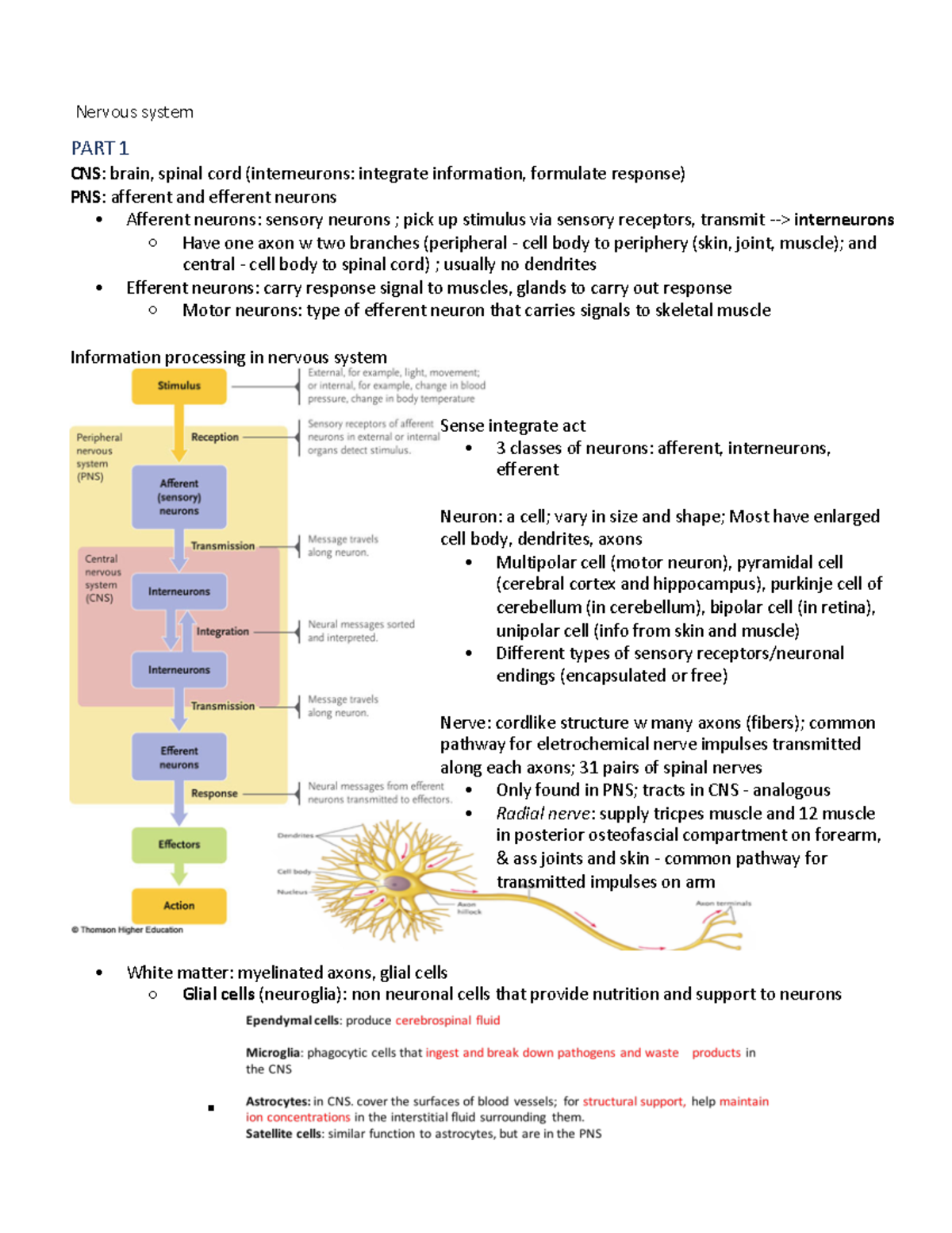 BIOL 216 Lecture Notes Nervous system - PART 1 CNS: brain, spinal cord ...