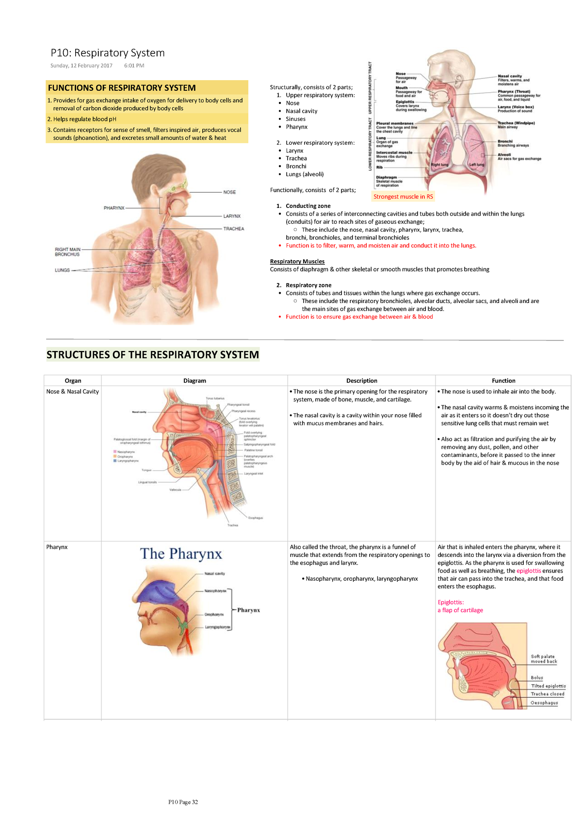 Rp Dbms Anp Respiratory - Functions Of Respiratory System Provides For 