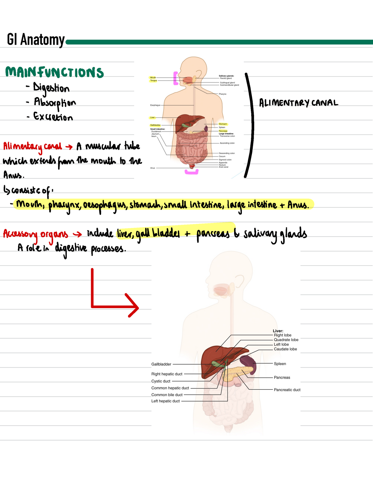 2. GI anatomy - Notes - ####### GI Anatomy MAIN FUNCTIONS Digestion ...