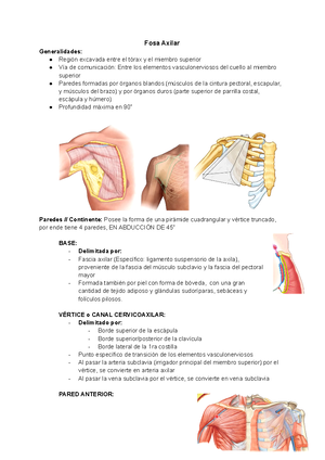 fascia axilar