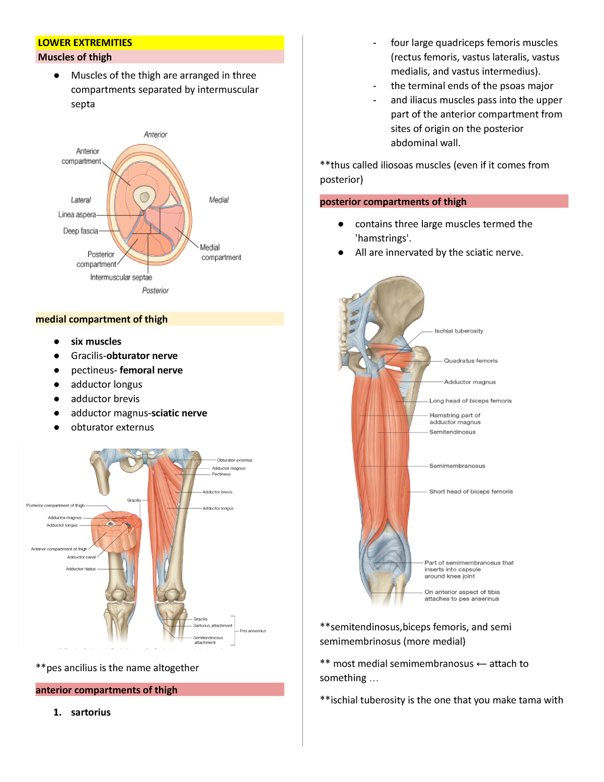 General anatomy muscles and nerves - LOWER EXTREMITIES Muscles of thigh ...