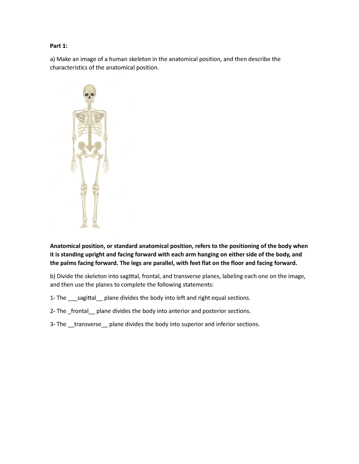 Activity 1 - Part 1: A) Make An Image Of A Human Skeleton In The ...