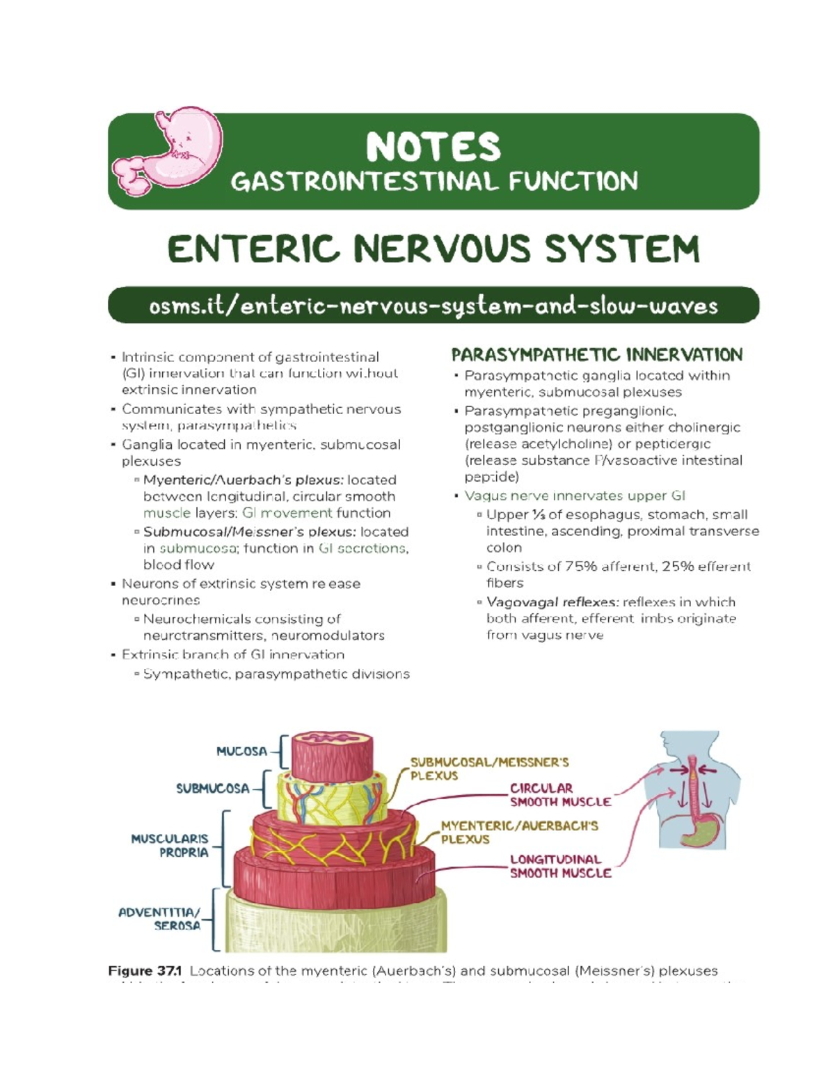 Enteric Nervous System & GIT Hormones - Gastrointestinal physiology ...