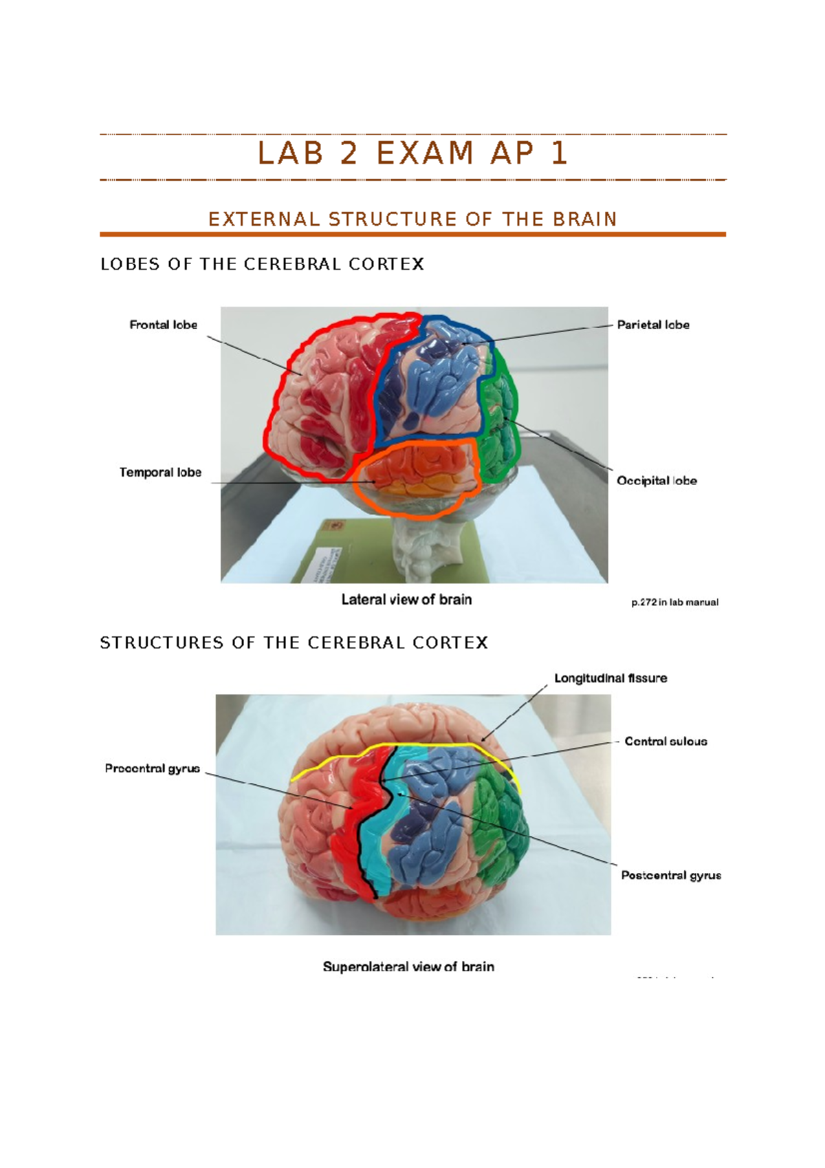 Lab 2 exam summary - LAB 2 EXAM AP 1 EXTERNAL STRUCTURE OF THE BRAIN ...