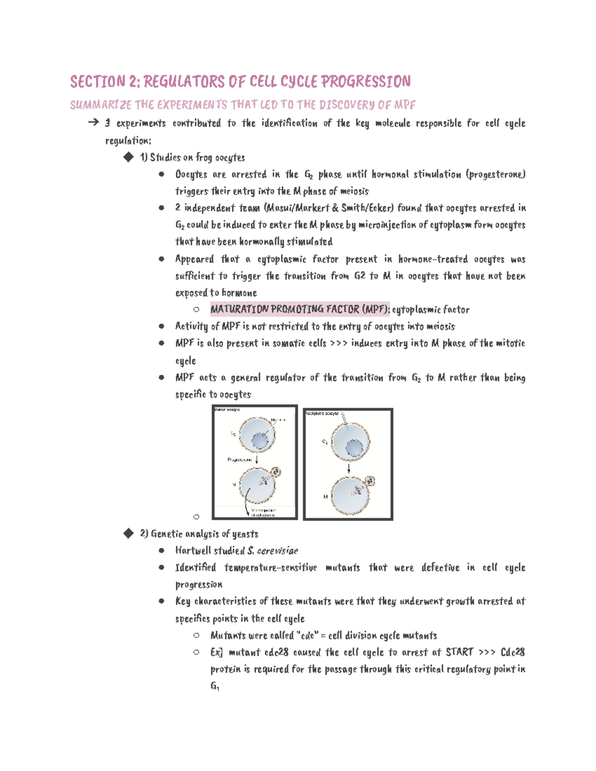 Chapter 18 - The Cell Cycle - SEĕåĂăN 2: ðEąâLĞèOïS Ąċ ĒČLĊ ĒYĕĉE ...