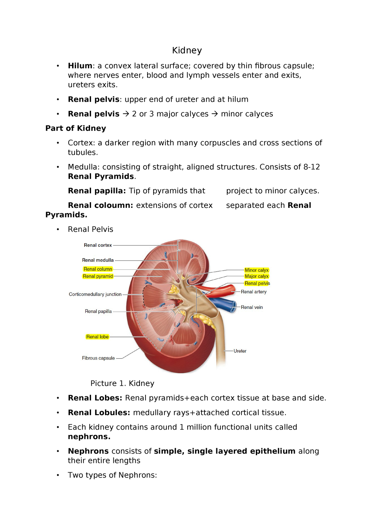 Kidney - Medicine (Kedokteran) - UNPAD - StuDocu