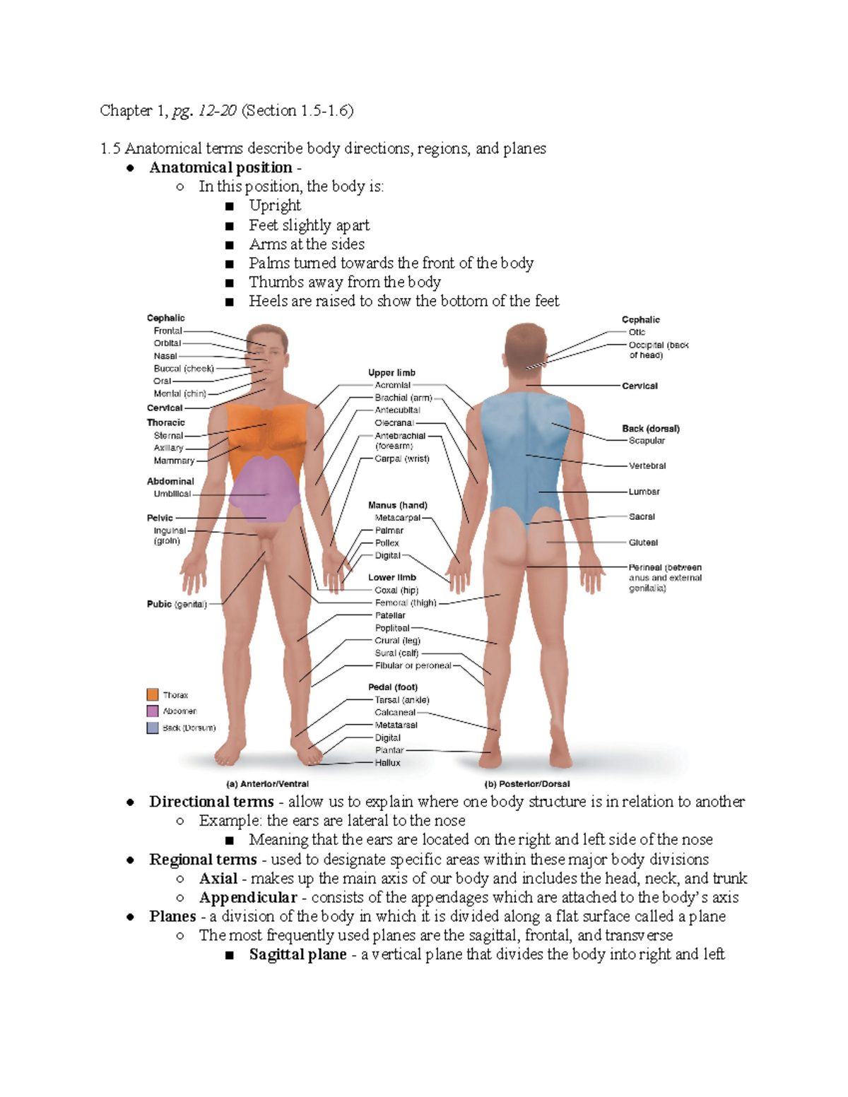 Anatomical Terms - Textbook Notes - Chapter 1, pg. 12-20 (Section 1.5-1 ...