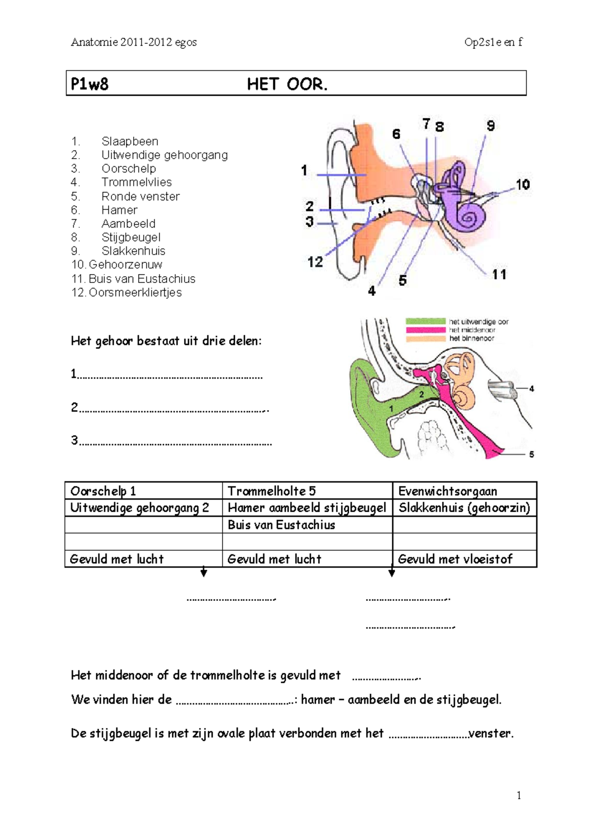 P1 W8 Zintuigen Het Oor - Oefenmateriaal Anatomie Fysiologie - Anatomie ...