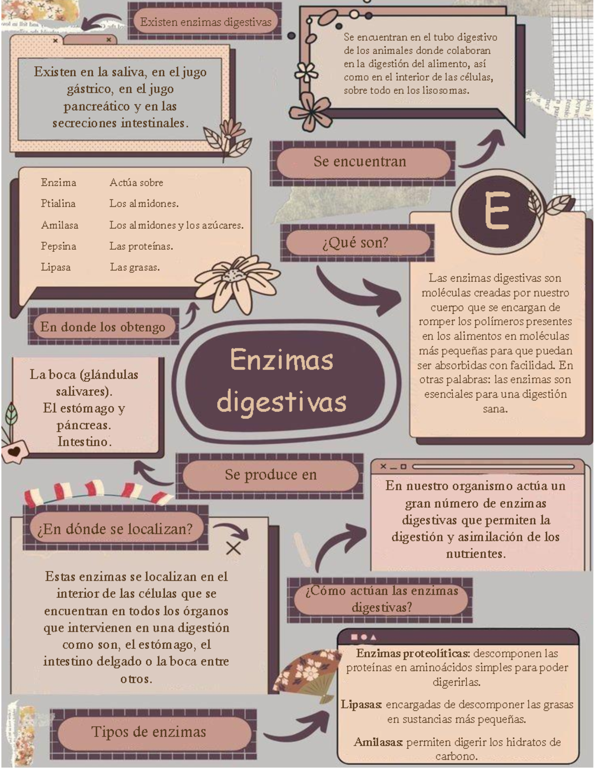 Enzimas Digestivas - Inografia - Enzimas Digestivas ¿Qué Son? Las ...