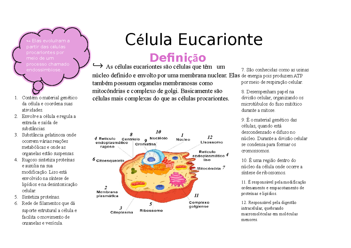 Célula Eucarionte - Resumo Biologia Celular - ↪ As células eucariontes ...