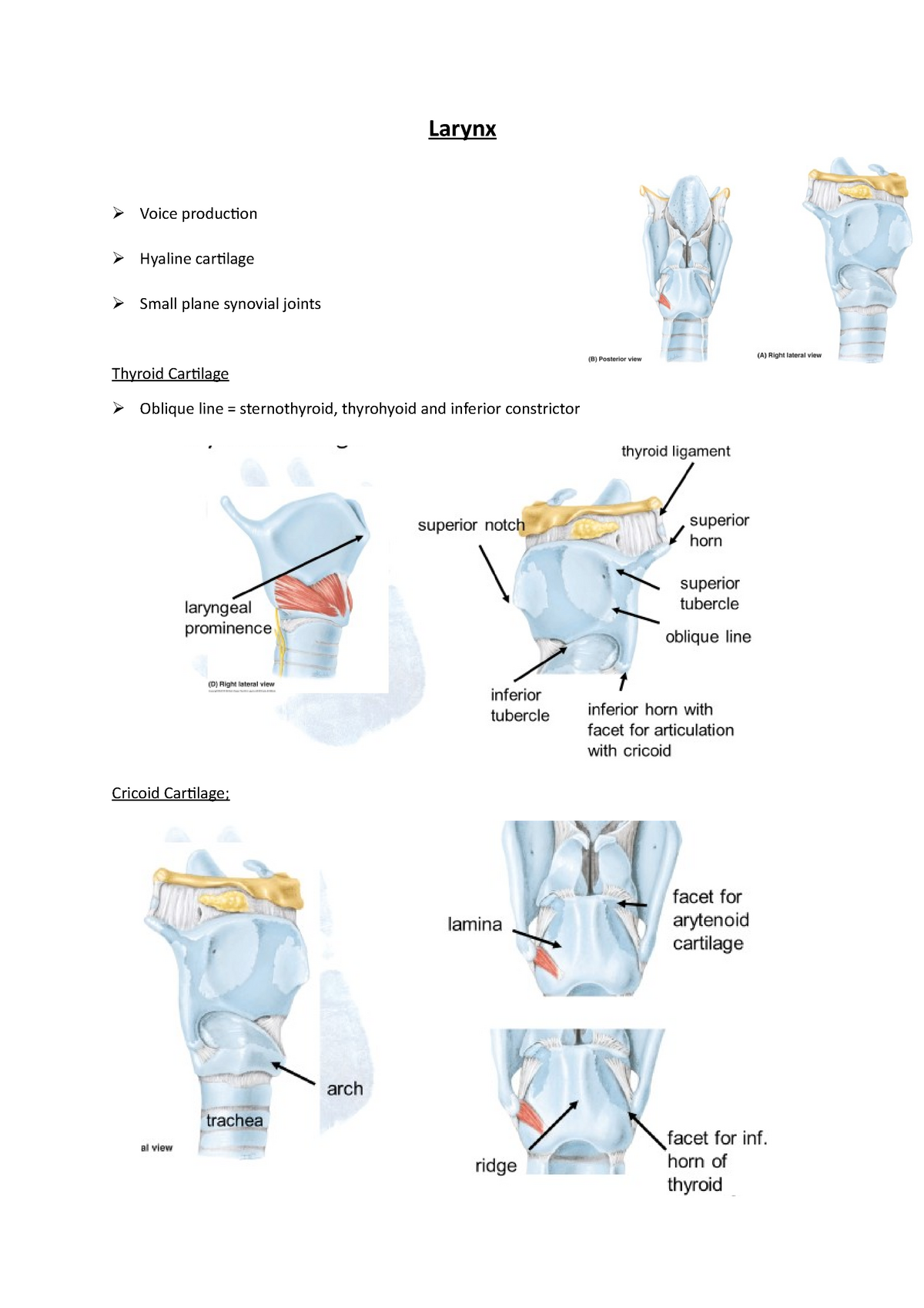 thyroid cartilage oblique line