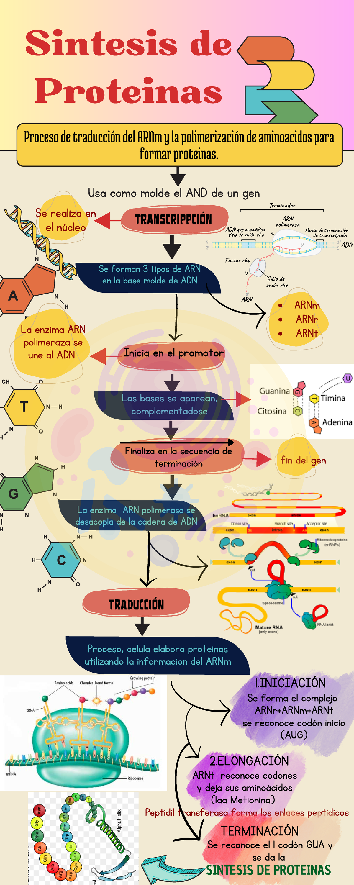 Sintesis de Proteinas - Usa como molde el AND de un gen Se forman 3 ...
